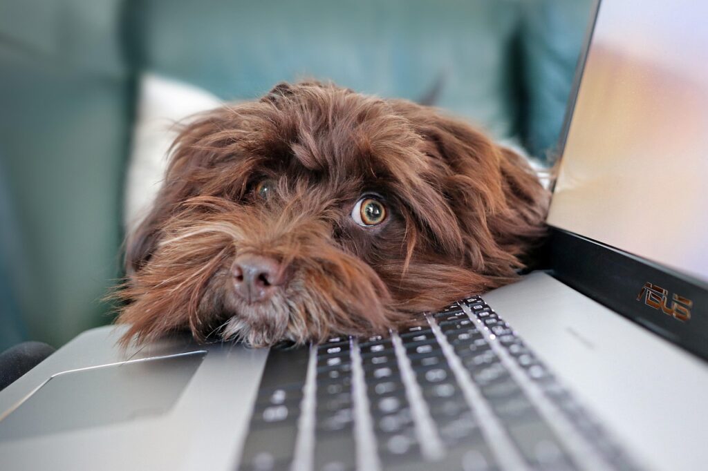 dog, containment, telework, bichon, havanese, cute, laptop, animal, keyboard, nature, pet, computer science, reflection, animals